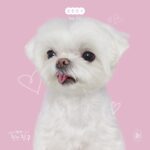 Choi Young-jae Instagram - 친한친구(feat.코코) 사랑해주세요.. 다들 들어보셨는지요..?귀엽죠코코ㅎ#친한친구 #코코 #영재 @mbcbf_ever @brothersu @b_ftaq