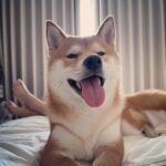 Chris Chiu Instagram - 這麼大咖有自己的電影？ 我是不是要起飛了哈哈哈哈 @momojiang1010 #吃衛生紙丟接球睡覺的日常