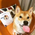 Chris Chiu Instagram - 恭喜我們的Momo醬順利畢業啦！ 從幼犬時期開始上課到現在，感謝將近一年半的日子裡有@犬研室的陪伴，從剛開始大小便訓練、幼犬社會化黃金時期，到青少年後的響片思考、才藝訓練等，看到Momo醬越來越乖越穩定甚至是學會了動腦思考，內心真的滿是欣慰。 狗狗正向訓練，不只能讓狗狗身心健康成長、培養思考能力、情緒穩定不浮燥，也能讓主人擁有更輕鬆有效的方式陪伴狗狗。 良好的狗狗飼養觀念一直是犬研室教導給我的，讓我學習到許多正確觀念，來陪伴Momo醬的每一天，真的如之前所說過的「沒有教不會的狗狗，只有教不會的人！」 現在Momo醬已經是成熟穩定的乖狗狗了，除了我跟Momo醬的認真努力之外，也真心感謝犬研室團隊及小夜老師的協助，相信我們的未來會是非常融洽且快樂的❤️ @the_doggy_lab @hsieh_fraya @momojiang1010