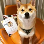 Chris Chiu Instagram - 恭喜我們的Momo醬順利畢業啦！ 從幼犬時期開始上課到現在，感謝將近一年半的日子裡有@犬研室的陪伴，從剛開始大小便訓練、幼犬社會化黃金時期，到青少年後的響片思考、才藝訓練等，看到Momo醬越來越乖越穩定甚至是學會了動腦思考，內心真的滿是欣慰。 狗狗正向訓練，不只能讓狗狗身心健康成長、培養思考能力、情緒穩定不浮燥，也能讓主人擁有更輕鬆有效的方式陪伴狗狗。 良好的狗狗飼養觀念一直是犬研室教導給我的，讓我學習到許多正確觀念，來陪伴Momo醬的每一天，真的如之前所說過的「沒有教不會的狗狗，只有教不會的人！」 現在Momo醬已經是成熟穩定的乖狗狗了，除了我跟Momo醬的認真努力之外，也真心感謝犬研室團隊及小夜老師的協助，相信我們的未來會是非常融洽且快樂的❤️ @the_doggy_lab @hsieh_fraya @momojiang1010