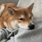 Chris Chiu Instagram - 今天變冷就來ㄎㄨㄟˋ ㄒㄧㄡˉ嗎 妳這樣我想上廁所我捨不得起來 🤣🤣🤣🤣 @momojiang1010