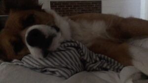 Chris Evans Instagram - When I opened my eyes this morning, he was wide awake just staring at me. If a person did this it would be unsettling. When a dog does it, it’s hilarious.