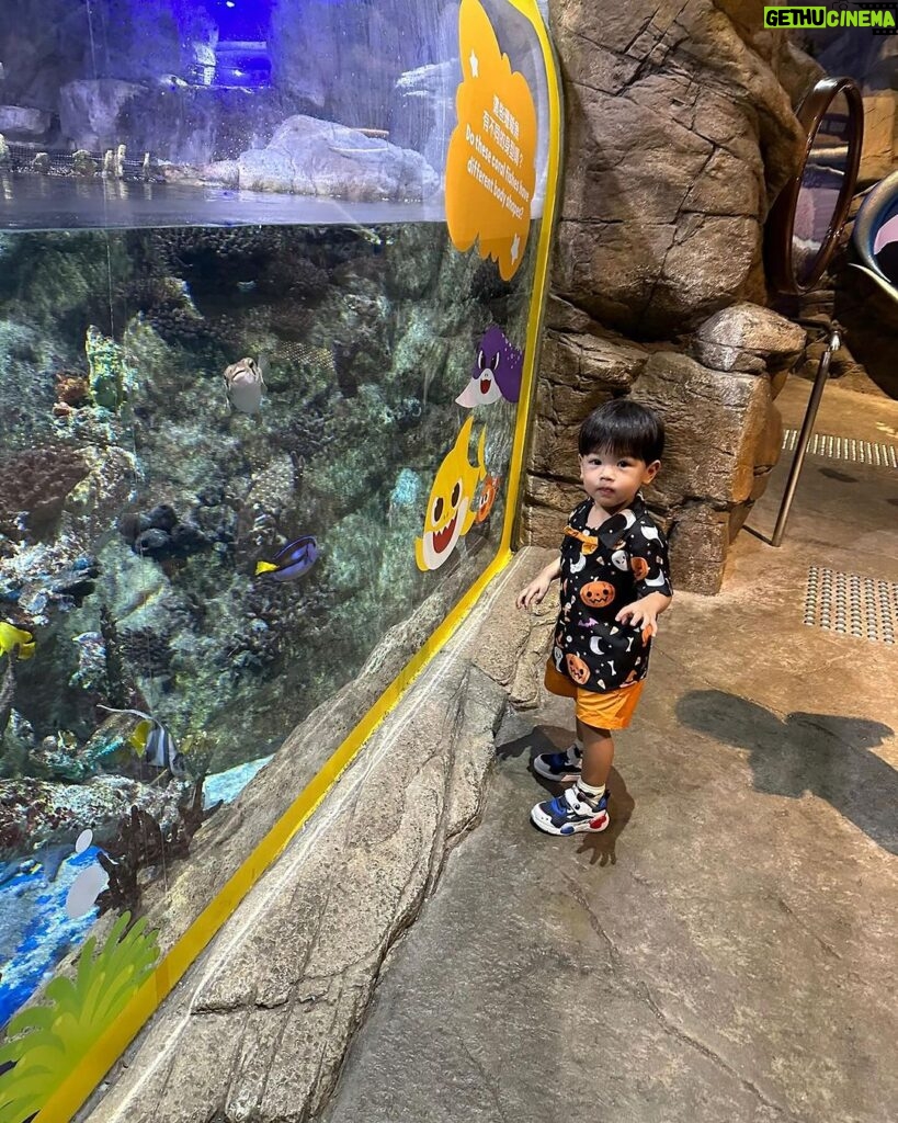 Chris Lai Instagram - 好多人都話冇見過小冬牛 小冬牛就快2歲啦 @hkoceanpark #oceanparkhongkong #小冬牛