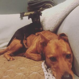 Christopher Mintz-Plasse Instagram - Happy 9th birthday to my dumbass dog Crosby. You’re creakier now, but still my boy