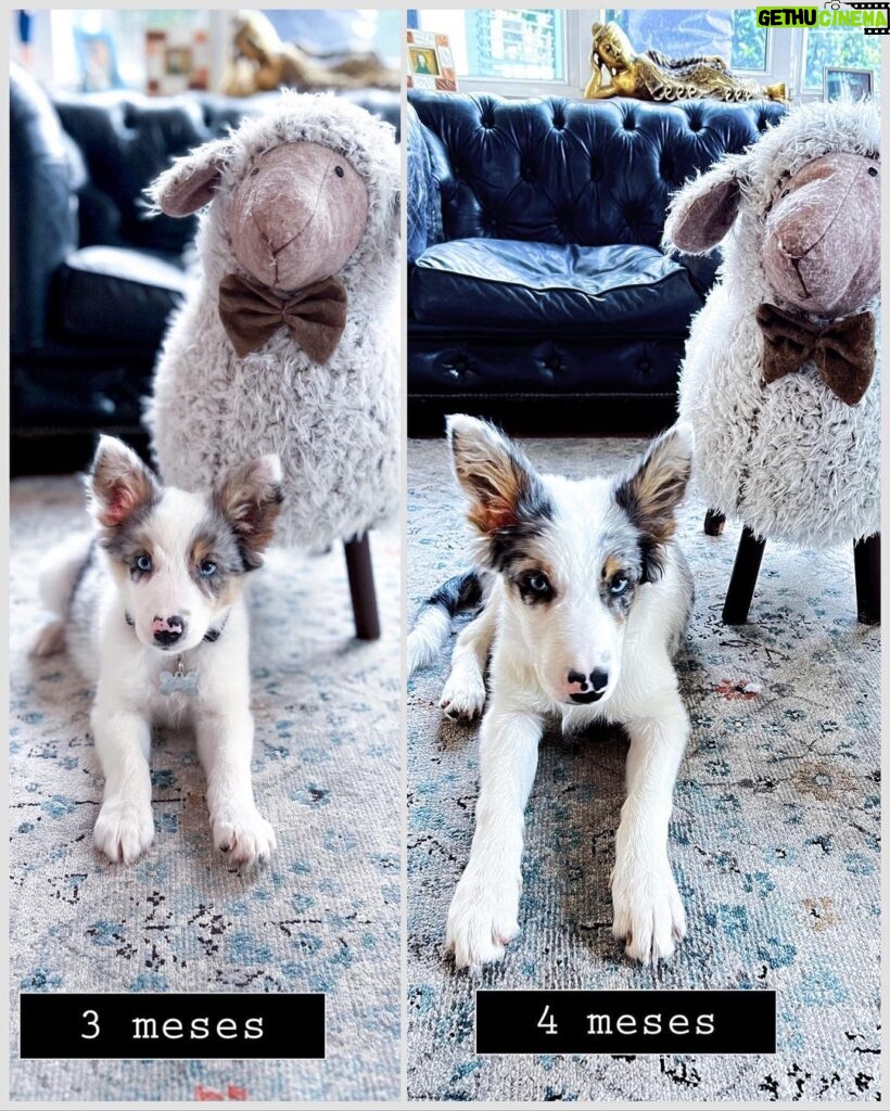 Clara de Sousa Instagram - A crescer forte e saudável @lucky.blue.eyes ❤🌟 Guardador de rebanhos. De uma ovelha. Por enquanto. 🙄 #luckycrazybordercollie #portuguesebordercollie #bordercolliesofinstagram #bordercolliepuppy