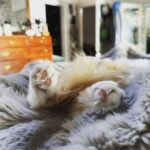 Clare Bowen Instagram - Lumie has had a somewhat stressful morning.. 🪨 #marmaladecat #toebeans #catsofinstagram #catlife #bunnyfeet #gingercat #oneorangebraincell #cute #whatever #radicallaziness Nashville, Tennessee