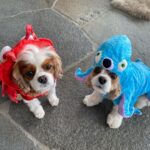 Courteney Cox Instagram - He’s her Lobster 🦞