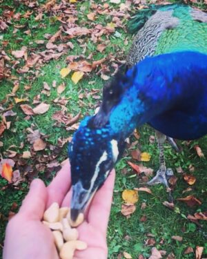 Crispin Glover Instagram - If you look carefully you can see that my peacock friend is careful to not touch his beak to my hand as he eats the raw cashews. Zamek Konarovice Czech Republic