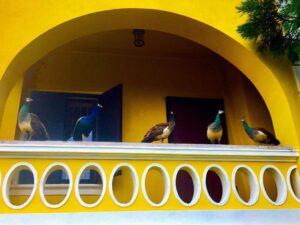 Crispin Glover Instagram - One peacock and four peahens sit on the terrace overlooking the parterre at Zamek Konarovice Czech Republic