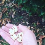 Crispin Glover Instagram - Feeding my peacock friend raw cashews at Zamek Konarovice Czech Republic
