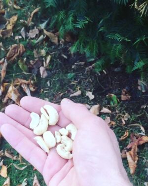Crispin Glover Instagram - Feeding my peacock friend raw cashews at Zamek Konarovice Czech Republic