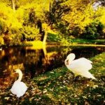 Crispin Glover Instagram - The territorial male swan on the right was hissing as this photo was taken. Behind the swans in the lower pond is a goose and at least three ducks. Zamek Konarovice Czech Republic