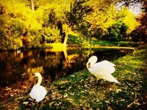 Crispin Glover Instagram - The territorial male swan on the right was hissing as this photo was taken. Behind the swans in the lower pond is a goose and at least three ducks. Zamek Konarovice Czech Republic