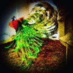 Crispin Glover Instagram - A peacock lands from a flight at Zamek Konarovice Czech Republic