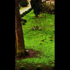 Crispin Glover Instagram - Three peahens chase each other in circles at Zameck Konarovice Czech Republic
