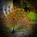 Crispin Glover Instagram - Peacock displays at Zamek Konarovice Czech Republic