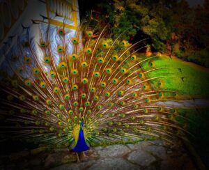 Crispin Glover Instagram - Peacock displays at Zamek Konarovice Czech Republic