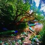 Crispin Glover Instagram - There are at least seven peafowl contained in this photo. There are currently more than 30 peafowl being fed at and live on the grounds of Zamek Konarovice Czech Republic