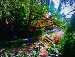 Crispin Glover Instagram - There are at least seven peafowl contained in this photo. There are currently more than 30 peafowl being fed at and live on the grounds of Zamek Konarovice Czech Republic