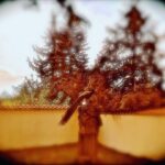 Crispin Glover Instagram - Atop a gothic column is perched one of the peacocks of the first generation brought to Zamek Konarovice Czech Republic