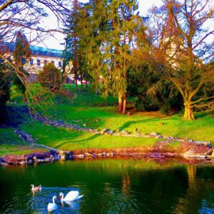 Crispin Glover Instagram - After the male swan bit the goose’s neck the goose made no noise or fuss and leisurely swam away, perhaps understanding the territorial nature of the male swan. The female swan kept her course to the male swan and they had a greeting dance by moving their necks to and fro. The last time I saw a male swan become territorial like this here the female swan was soon sitting on a nest. So perhaps that is what is about to happen. Zamek Konarovice Czech Republic