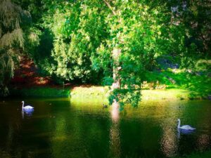 Crispin Glover Instagram - Looking back up from below the lower pond the swans and a duck enjoy the water. Zamek Konarovice Czech Republic is mostly obscured by the summer foliage