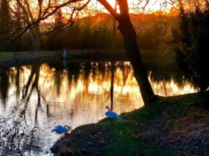 Crispin Glover Instagram - Down the hill from the area of the previous photo are two swans at the lower pond. Zamek Konarovice Czech Republic