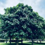 Désirée Nosbusch Instagram - “Trees are poems that the earth writes upon the sky.” — Kahlil Gibran