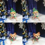 DaYuan Lin Instagram - 我好可愛 ♡ #底迪聖誕樹 🎄 #養了一隻玩具熊 🧸