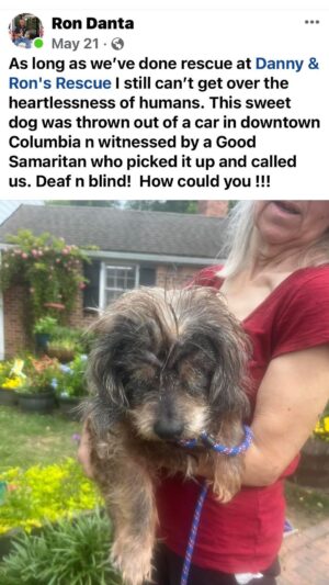 Danny Robertshaw Instagram - They just tossed him out of a moving car like trash. He became a treasure to his new family 👑

@ridebedford
#dannyronsrescue #ridebedford
#alifetimepromise #adoptlove
#dachshundsofinstagram #rescuedogsofinstagram