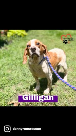 Danny Robertshaw Instagram - ⭐️ ⭐️ ADOPTION PENDING! ⭐️ ⭐️
GILLIGAN is a six-year-old, small (only 20 lbs!) sweet male Beagle. He was found abused and abandoned, with an injured eye, skin rot, and a rubber band wrapped so tightly around his tail that the tip fell off. He is now under the loving care of Danny & Ron’s Rescue and will be available for a new family very soon. Fill out your application now if you’re interested in welcoming this sweet shy boy into your life. Links in bio

#alifetimepromise #dannyronsrescue #SpayNeuterAdoptLove
