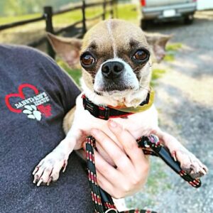 Danny Robertshaw Instagram - Look at these sweet eyes 👀 POUNDCAKE looking for her forever family! More info + adoption app through @dannyronsrescue. Links in bio ⭐️