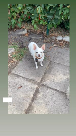 Danny Robertshaw Instagram - Not So Sweet Pea

#chihuahua 
#anklebiter 
#dannyronsrescuealumni