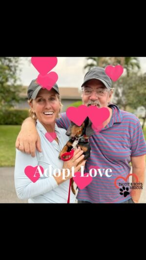 Danny Robertshaw Instagram - Another #PerfectMatch from Danny & Ron’s Rescue! SLINKY found his #ForeverHome with Sissy and Tim Wickes. 

#alifetimepromise