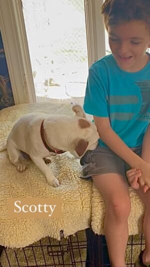 Danny Robertshaw Instagram - SCOTTY •Jack Russel • 7yrs • male (n)
Looking for his own boy to love! ❤️ Ready for adoption thru Danny & Ron’s Rescue. 

www.DannyRonsRescue.org