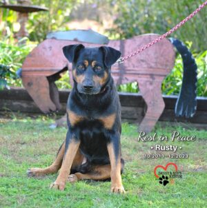 Danny Robertshaw Instagram - RUSTY arrived at Danny & Ron's Rescue in October 2016 after a harrowing rescue on the Florida Turnpike. A good samaritan spotted him stuck between the concrete barriers dividing the highway and unable to cross in either direction. It is a testament to his "cool guy" demeanor that he remained calm enough to accept a stranger's help to safety. 

In 2016, we guessed his age to be about 5 years old. This photo was taken upon his arrival at Danny & Ron's Rescue, all bright-eyed and curious. At first, he was a bit persnickety about being around other dogs and was always a flight risk. So we took our time trying to find him the right home. Meanwhile, he remained at The Doghouse, learned to love (most) other dogs, and wormed his way into our hearts. 7 years later, he was still a part of our Doghouse crew. Rusty let us know he'd found his home. 

Rusty seemed to be aging quickly, slowing down, and we could see he was in pain, which we had been treating with pain meds. But today, he felt particularly punky, so we took him for another checkup with "Dr. Matt" at Camden Veterinary Hospital. An MRI confirmed our worst suspicion: he was riddled with cancerous tumors. We made the heartwrenching decision to put him at ease, surrounded by some of his favorite Danny & Ron's Rescue staff members. 

Rest in Peace, sweet boy. We'll catch up with you on the other side of the Rainbow Bridge.

#alifetimepromise
#rescuesogsofinstagram 
#rescuedog 
#spayneuteradoptlove❤️