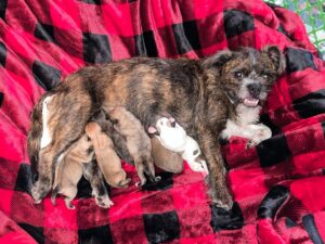 Danny Robertshaw Instagram - (Camden, SC) 🐶 In the middle of her "Freedom Ride" from Charlotte Mecklenburg Animal Control & Care last night, our pregnant passenger decided it was time to go into labor! 

SUSIE, a 2-year-old Border Terrier mix, must have sensed she was "safe" and began giving birth in our transport vehicle.  We made it to The Doghouse, where Danny & Ron's Rescue staff members helped to deliver seven healthy puppies -- 3 girls and 4 boys. 

Susie looks quite pleased with herself, doesn't she?! We will post photo updates of her little family as they prepare to find new homes in mid-February. 

#adoptlove #alifetimepromise