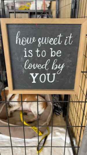 Danny Robertshaw Instagram - It’s Official!! GILLIGAN our blind Beagle was adopted today and we are so excited for his future! He’s moving to a wonderful home in Lexington Kentucky with his new human, Jennifer Osterman! ❤️ 
#alifetimepromise #dannyronsrescue #blinddogsofinstagram