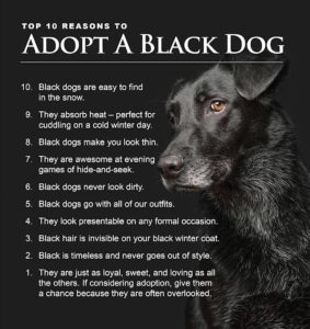Danny Robertshaw Instagram - It’s Black Friday! Here are 10 great reasons to adopt a Black Dog from Danny & Ron's Rescue!