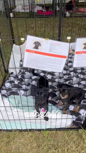 Danny Robertshaw Instagram - (Aiken, SC) Visit the Danny & Ron’s Rescue Adoption Booth at the October Aiken Horse Shows taking place over 2 weekends at Bruce’s Field! 

Oct 20-22 & Oct 27-29
10AM to 3PM

DannyRonsRescue.org

#dogadoption #dannyronsrescue 
#dogrescue #adoptlove❤️