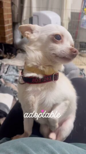 Danny Robertshaw Instagram - Sweet MACK is a 7-year-old Chihuahua who loves to snuggle. Sadly, his owner passed away and he’s looking for a new loving home. Adoptable through Danny & Ron’s Rescue. 

Adopt: DannyRonsRescue.org/adopt
Donate: DannyRonsRescue.org/donate 

#dannyronsrescue #adoptlove #rescuedog #alifetimepromise