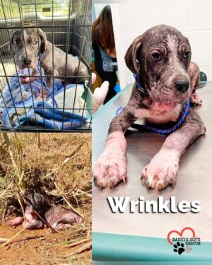 Danny Robertshaw Instagram - This sweet puppy was spotted by a Good Samaritan cowering on the side of a country road in South Carolina, abandoned and in pain. Just 4 months old, WRINKLES is now in the care of Danny & Ron’s Rescue and is being treated for demodex mange, parasites, malnutrition, and heaven knows what else our vet will diagnose. We can only guess, so we will wait for the final vet report and keep you updated. 

Once this sweet boy is healthy he will be up for adoption, but this will require months of TLC and vet care. Could you find it in your heart to donate toward his vet care? No donation amount is too small and every dollar counts toward helping Wrinkles and other dogs like him! 

You may donate via this Instagram Fundraiser (just click the Donate button) or through our Danny & Ron’s Rescue website (link in bio)