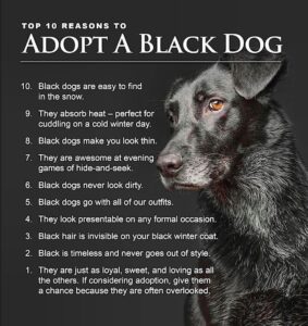 Danny Robertshaw Instagram - Oct 1st is National Black Dog Day! Here are 10 reasons to adopt a black dog . . . #blackdogday #adoptlove #rescuedog