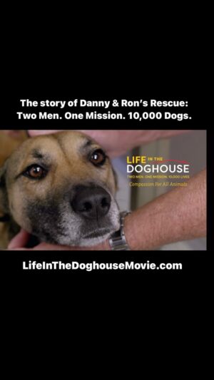 Danny Robertshaw Instagram - MOVIE CLIP MONDAY! 🍿 “Life In The Doghouse” the story of Danny & Ron’s Rescue: Two Men. One Mission. 10,000 Dogs (and counting!)