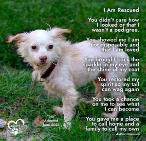 Danny Robertshaw Instagram - #dannyronsrescue #chihuahuasofinstagram  #adoptlove❤️ #alifetimepromise