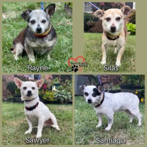 Danny Robertshaw Instagram - HEARTWORM KILLS! 

These four friends* just arrived at The Doghouse, all suffering from heartworm disease. They never received the inexpensive monthly heartworm prevention that could have saved them from a disease that would surely kill them if left untreated. Their owner was ill, and her family surrendered her dogs to our local shelter, where Danny & Ron's Rescue saved them together, as a family. 

 Danny & Ron's Rescue is currently caring for 21 dogs while they go through a 4-month treatment program for heartworm. One month of doxycycline, followed by 3 painful injections, all while enduring strict crate rest for 4 months, with only hand-walking for exercise. Recovery is tough on the dogs and exhausting for our staff, but we do not give up on these precious pups!

 In addition to the specific veterinary fees for heartworm treatment, there are expenses for routine vaccinations, dental, deworming, microchipping, exceptional dog food and nutrition, and grooming. Plus, extra staff to care for and leash-walk 21 dogs at least 3 times daily for 4 months!  You can see how the overall expense to care for EACH dog nears $3,500. 

 You can then understand why most rescues avoid taking on the added expense of heartworm treatment and the months it takes to complete the process.  We would be grateful if you could find it in your heart to donate towards our heartworm treatment program. Even $10 helps us! 

 
(*The four adorable Chihuahua mixes pictured here will be ready for new homes in mid-December.)