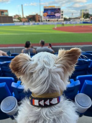 Danny Robertshaw Instagram - The wonderful life of a newly adopted dog. Day 4. 🐶 THELMA says “Go High Point Rockers!” ⚾️ 

#ALifetimePromise
#DannyRonsRescue