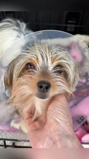 Danny Robertshaw Instagram - Meet TEX soon to be available for adoption in Wellington FL through Danny & Ron’s Rescue! #ALifetimePromise #DannyRonsRescue #adoptlove #saveashelterdog