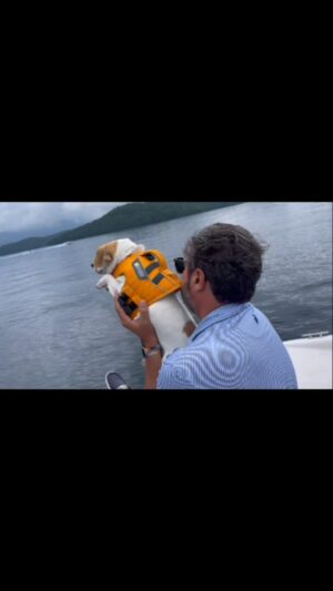 Danny Robertshaw Instagram - LUIGI, a Danny & Ron’s Rescue alumni, enjoying Lake Placid.