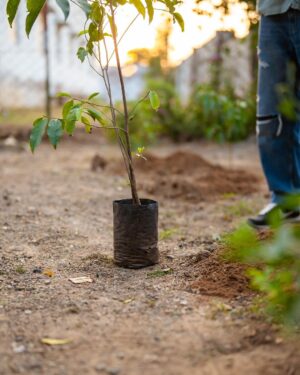 Darshan Raval Instagram - A new ritual. Will try and plant trees as much as i can ❤️🌍

Thank you @chouhanshivrajsingh sir for inspiring me 🤗 #prebirthdaycelebration